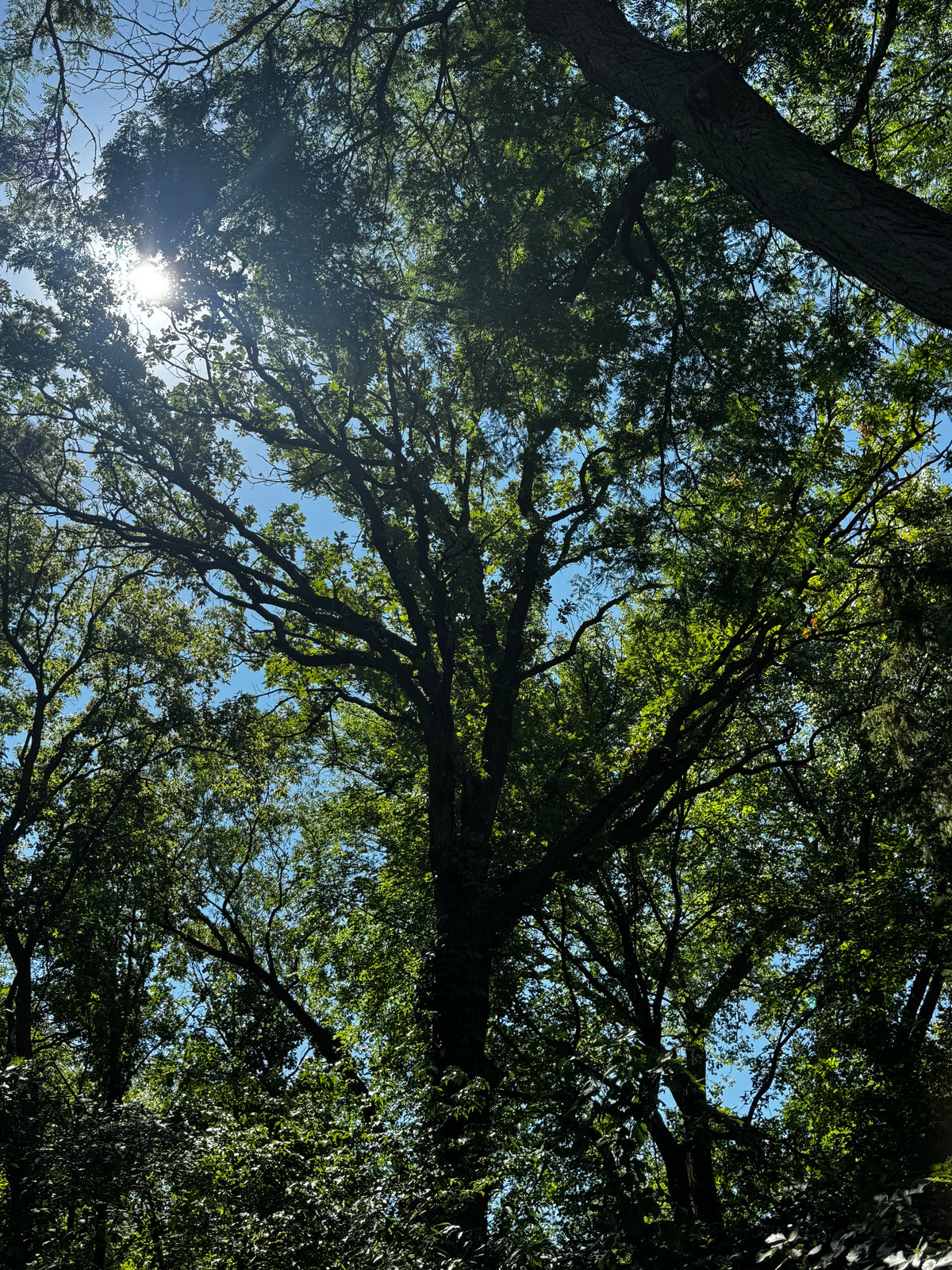 Burr Oak (Quercus macrocarpa)