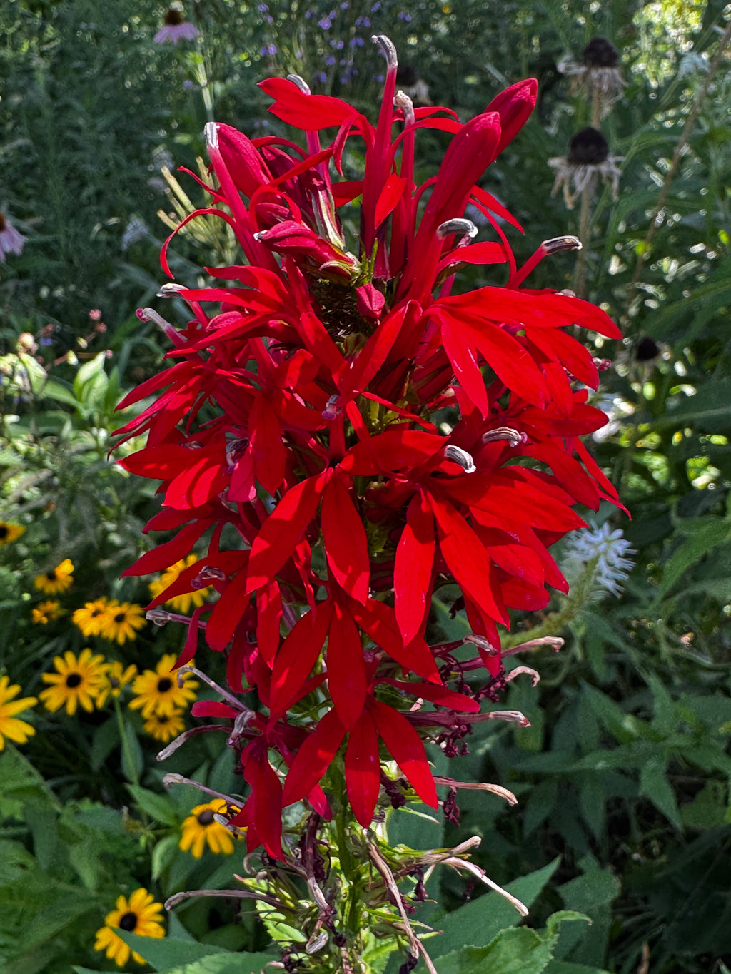 Cardinal Flower (Lobelia cardinalis)