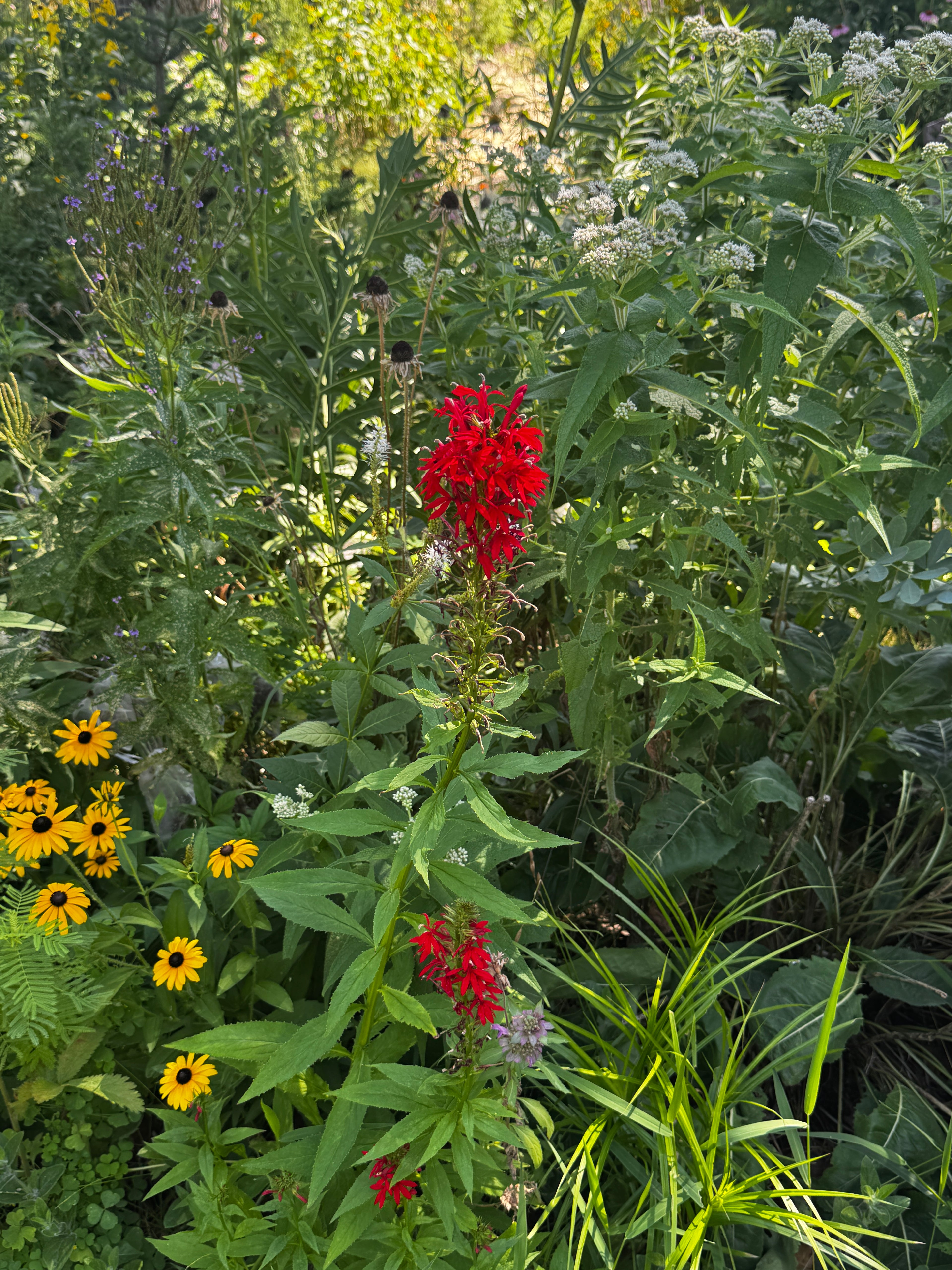 Cardinal Flower (Lobelia cardinalis)