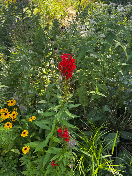 Cardinal Flower (Lobelia cardinalis)