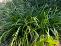Common Woodland Sedge (Carex blanda)
