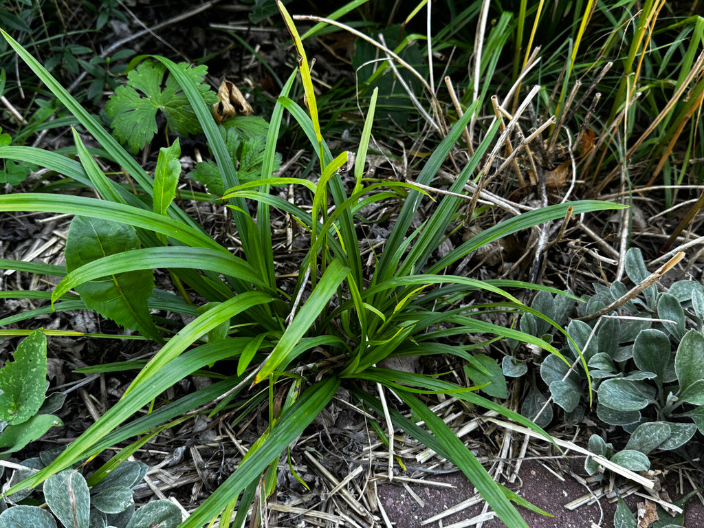 Common Woodland Sedge (Carex blanda)