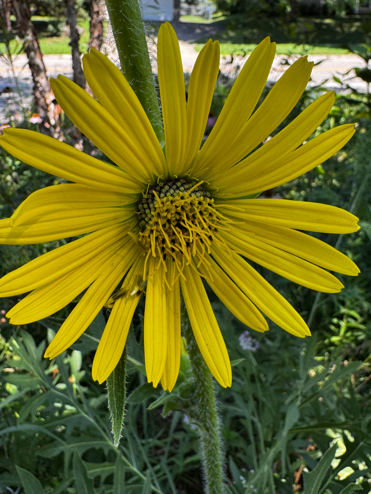 Compass Plant (Silphium laciniatum)