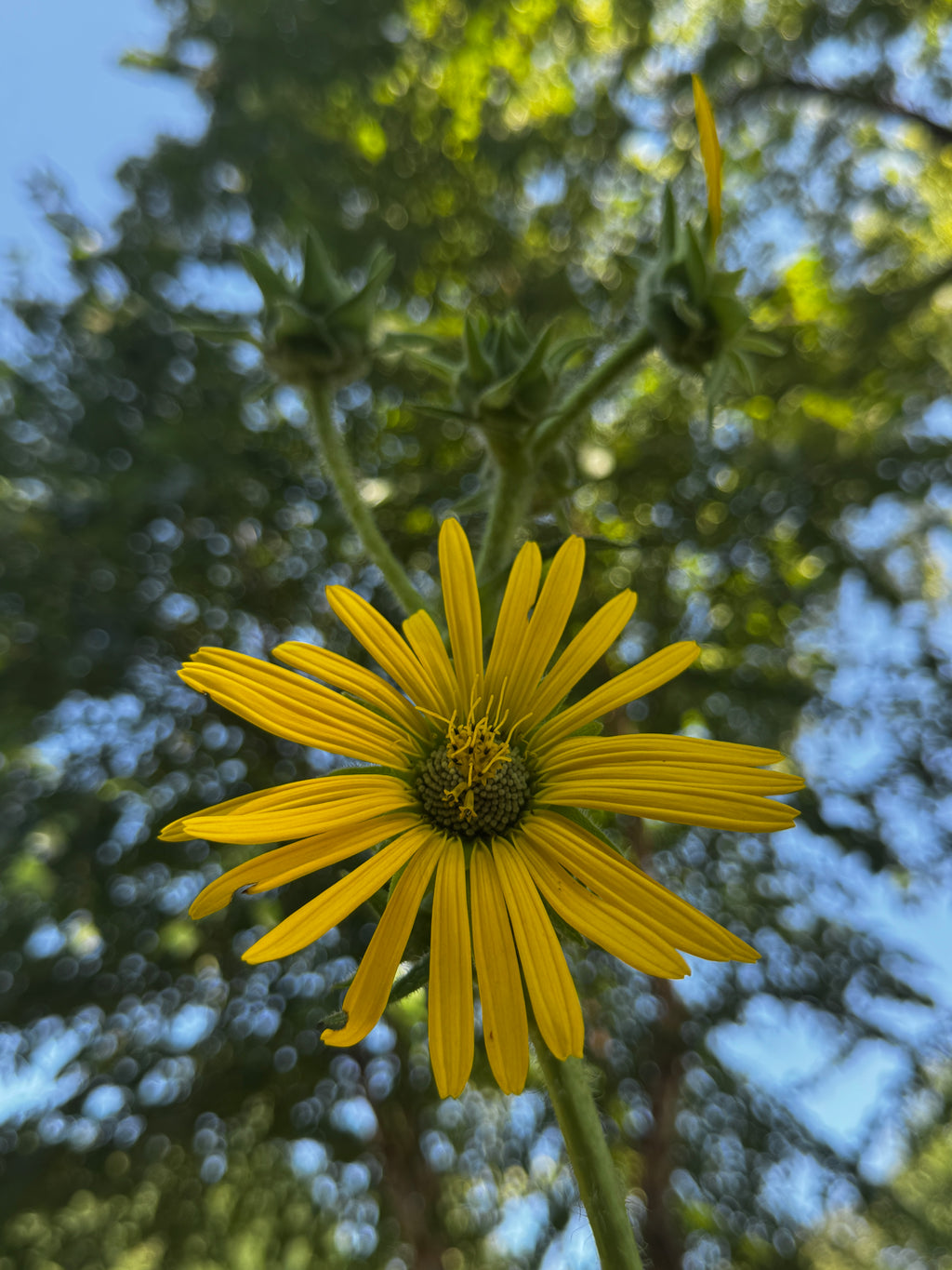 Compass Plant (Silphium laciniatum)