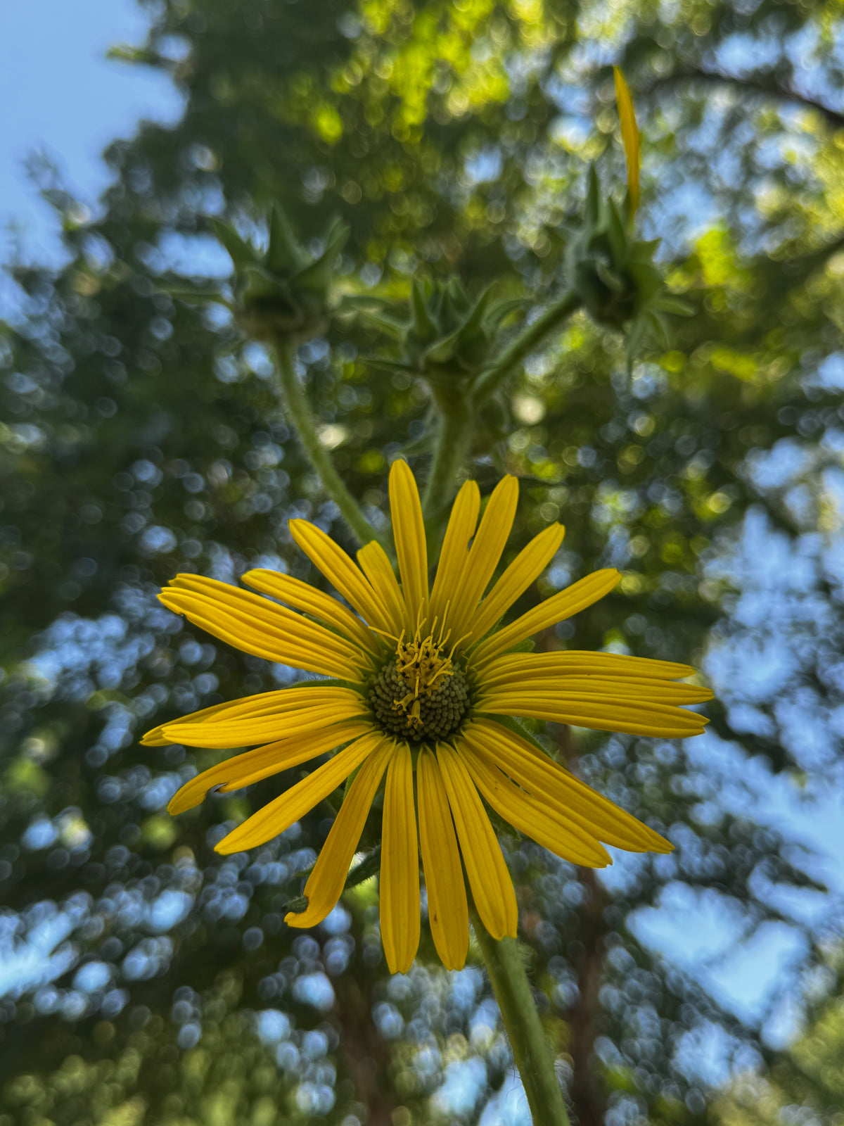 Compass Plant (Silphium laciniatum)