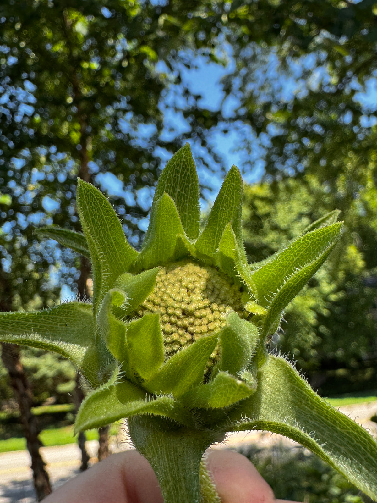 Compass Plant (Silphium laciniatum)