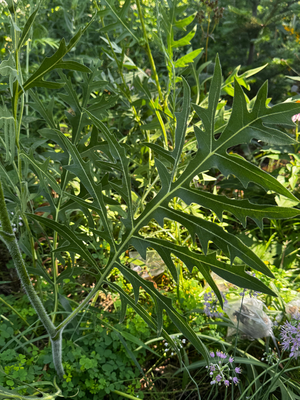 Compass Plant (Silphium laciniatum)