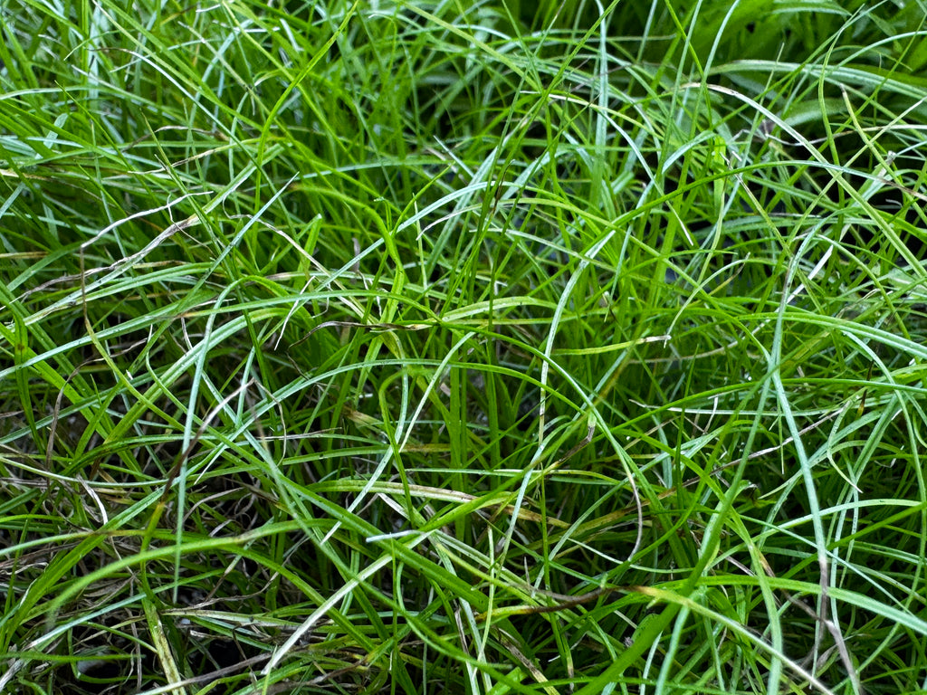 Crested Oval Sedge (Carex cristatella)