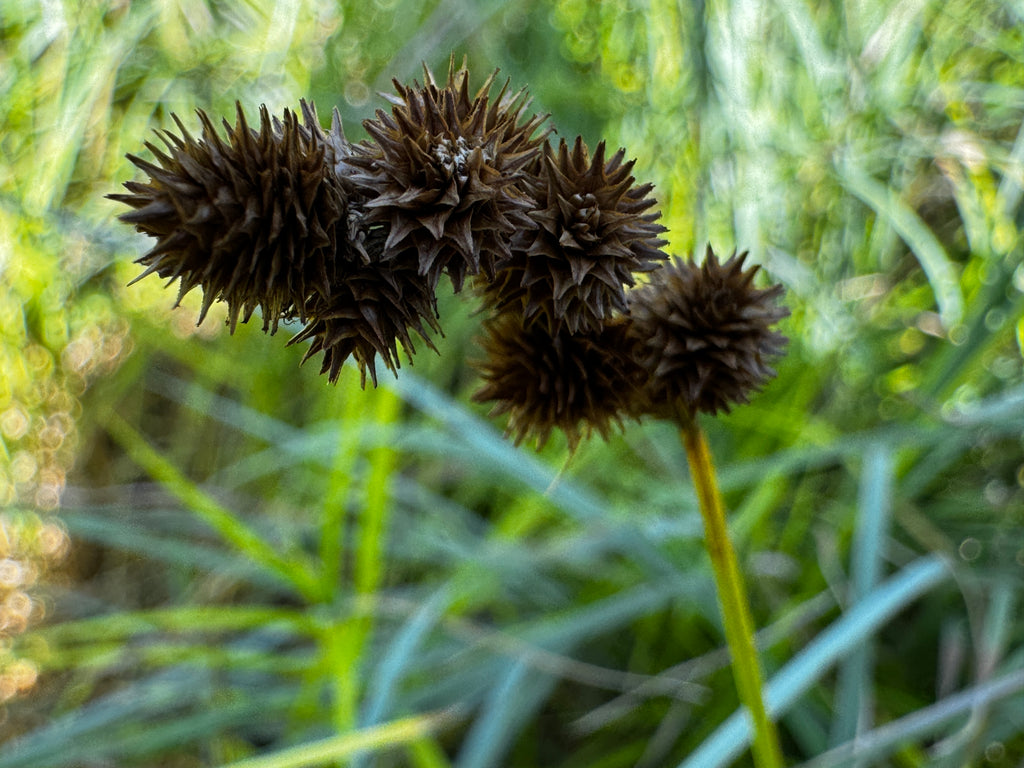 Crested Oval Sedge (Carex cristatella)