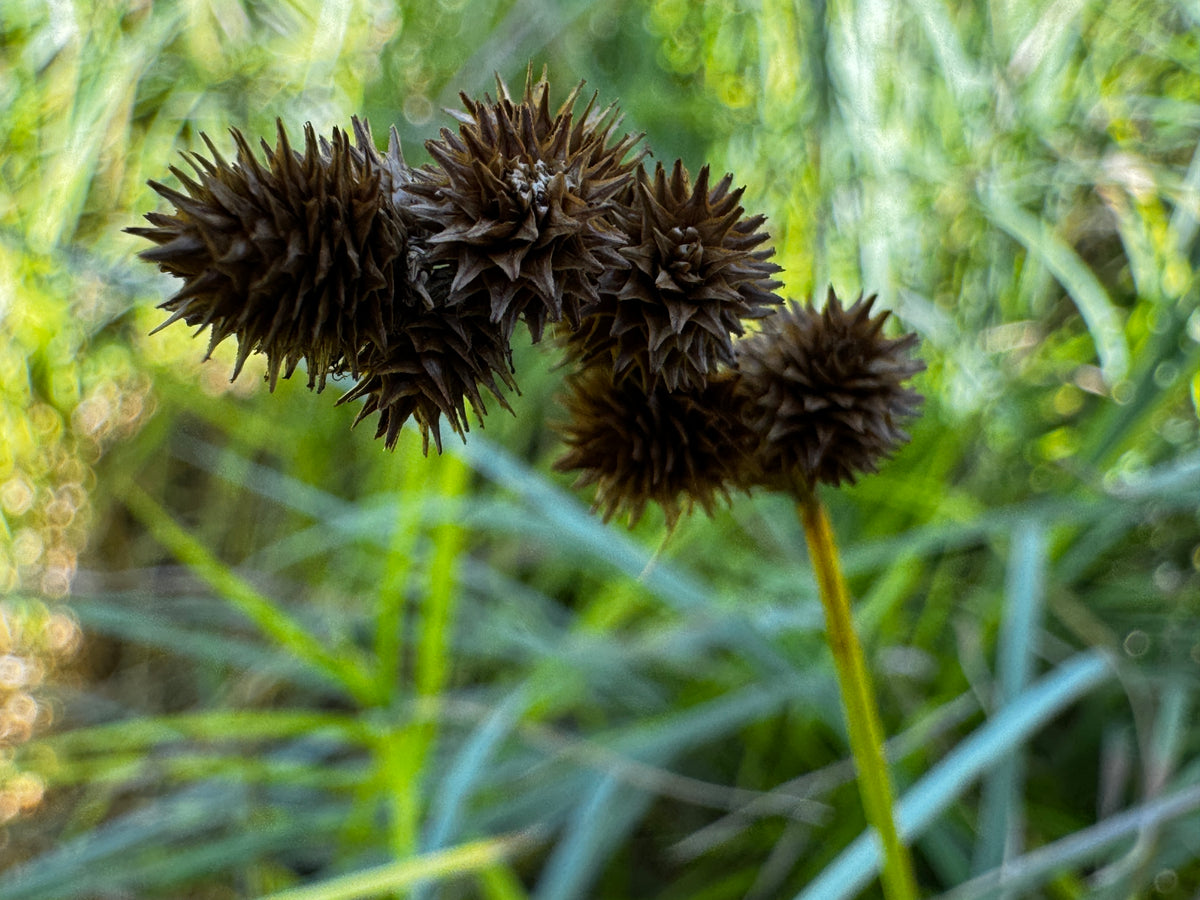 Crested Oval Sedge (Carex cristatella)