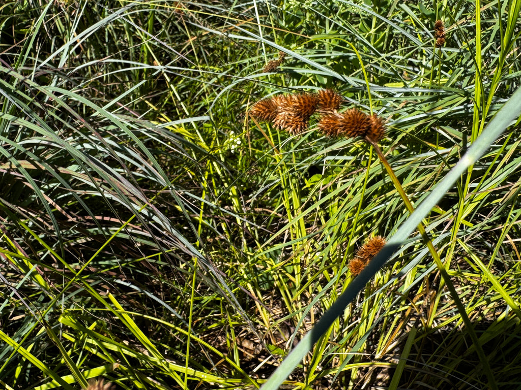 Crested Oval Sedge (Carex cristatella)