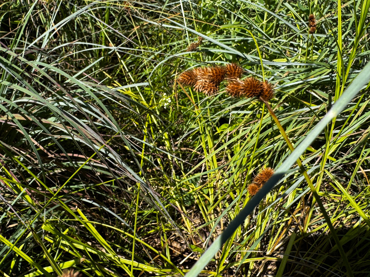 Crested Oval Sedge (Carex cristatella)