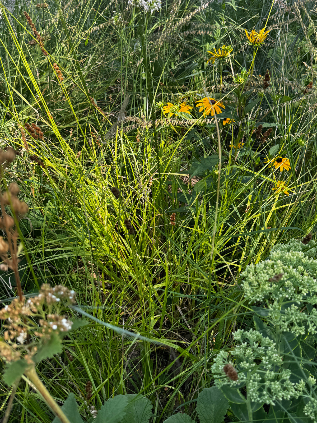 Crested Oval Sedge (Carex cristatella)