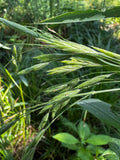Ear-Leaved Brome (Bromus latiglumis)