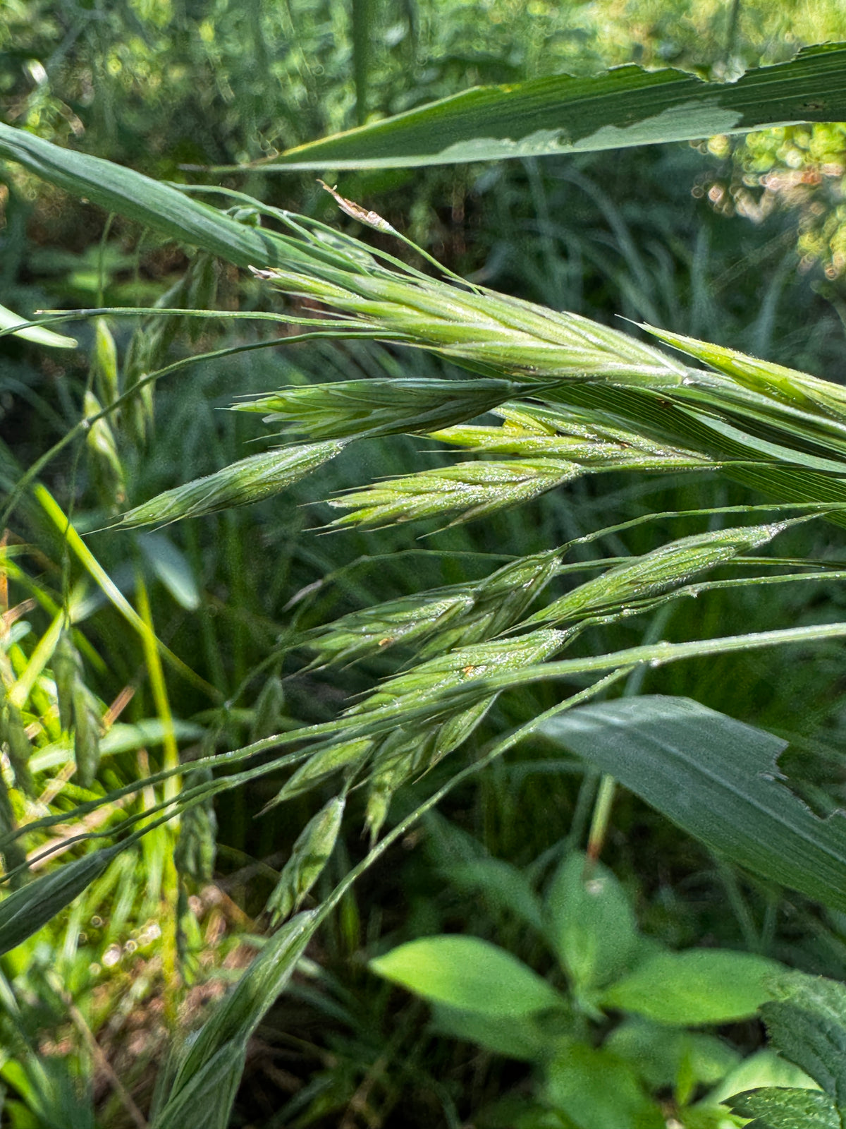 Ear-Leaved Brome (Bromus latiglumis)