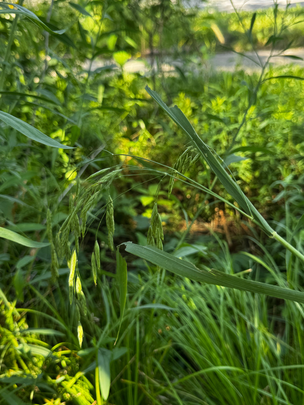 Ear-Leaved Brome (Bromus latiglumis)