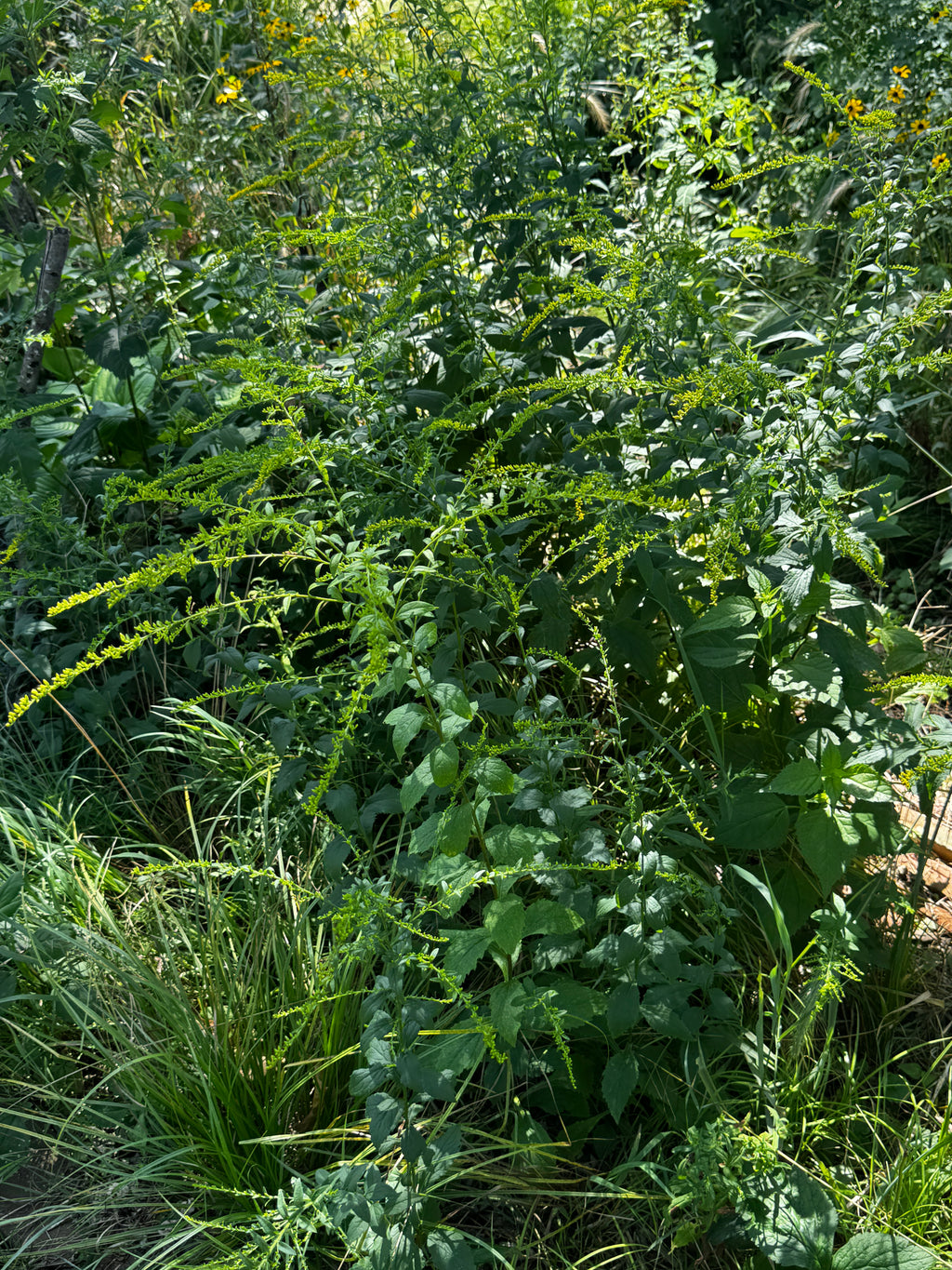 Elm-leaved Goldenrod (Solidago ulmifolia)