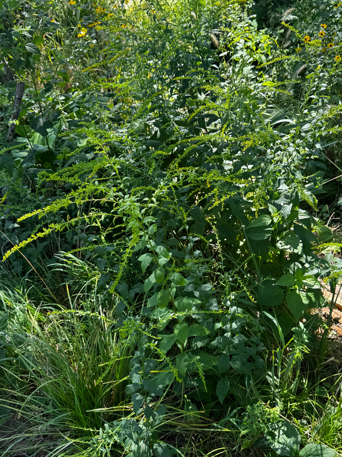 Elm-leaved Goldenrod (Solidago ulmifolia)