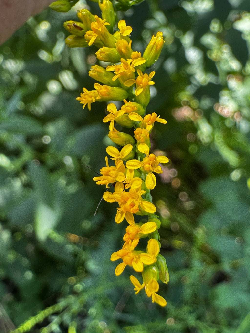 Elm-leaved Goldenrod (Solidago ulmifolia)