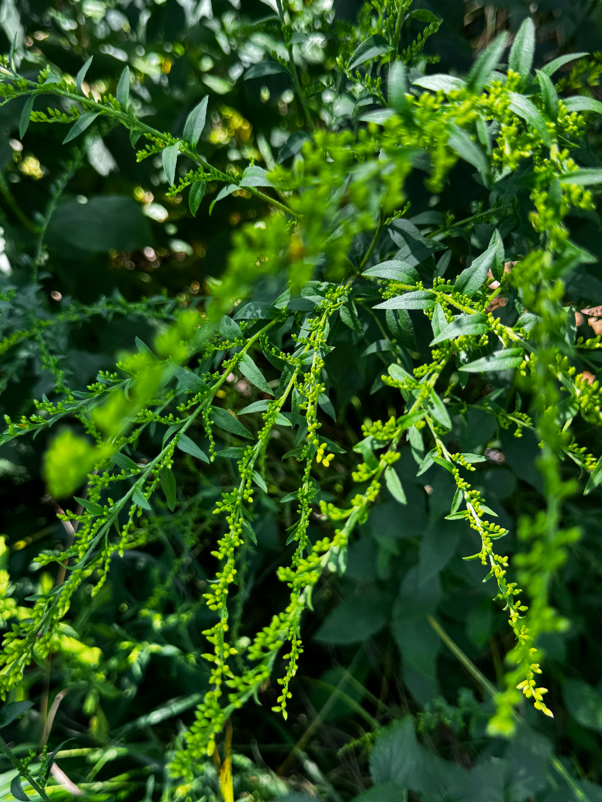 Elm-leaved Goldenrod (Solidago ulmifolia)