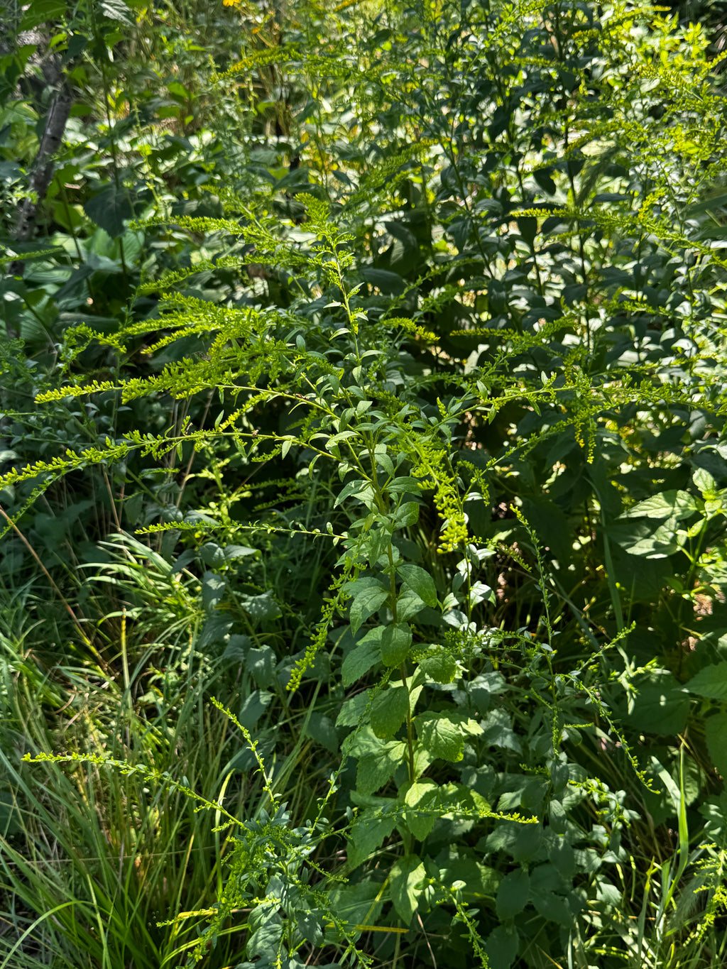 Elm-leaved Goldenrod (Solidago ulmifolia)