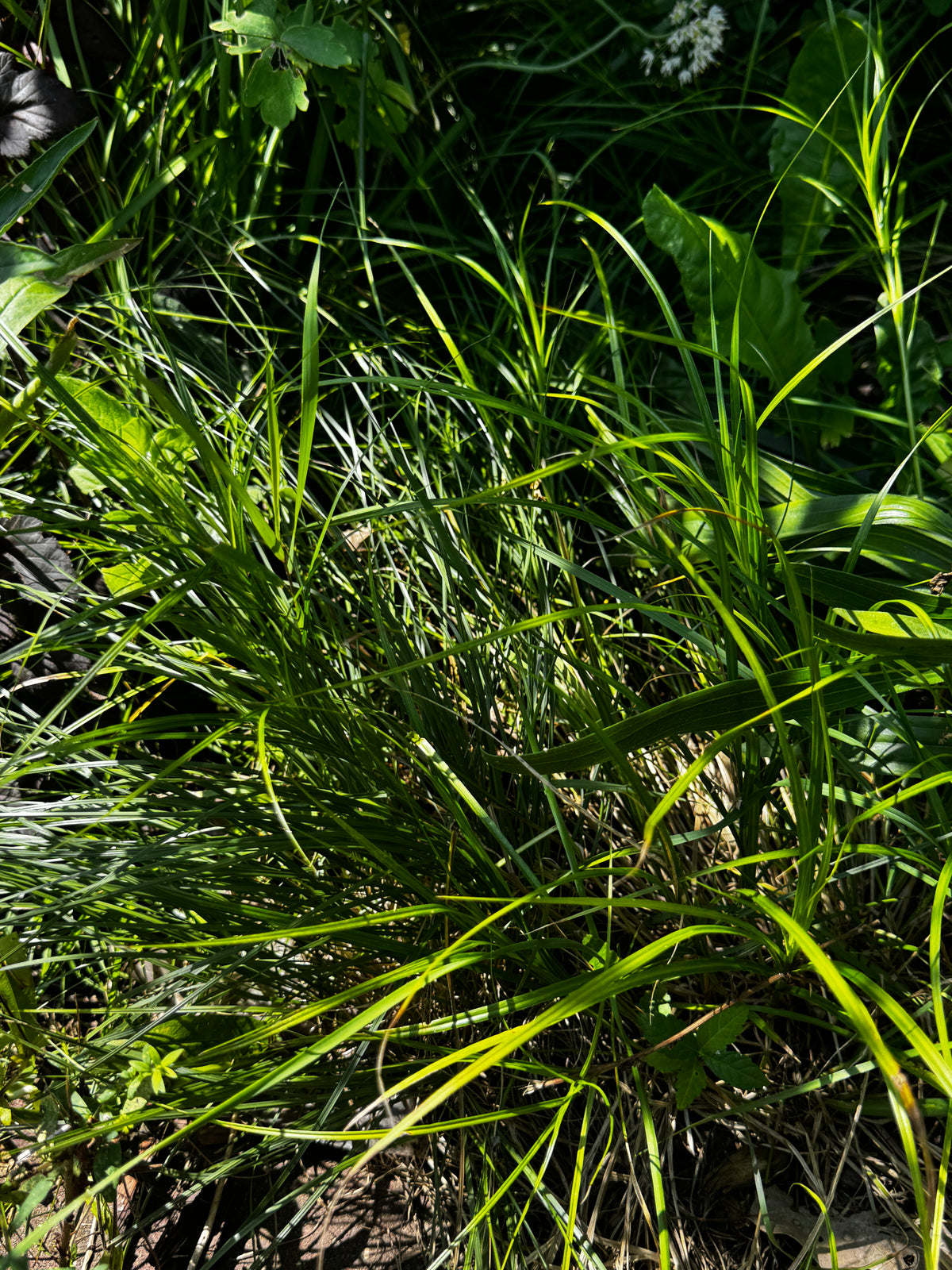 Greater Straw Sedge (Carex normalis)