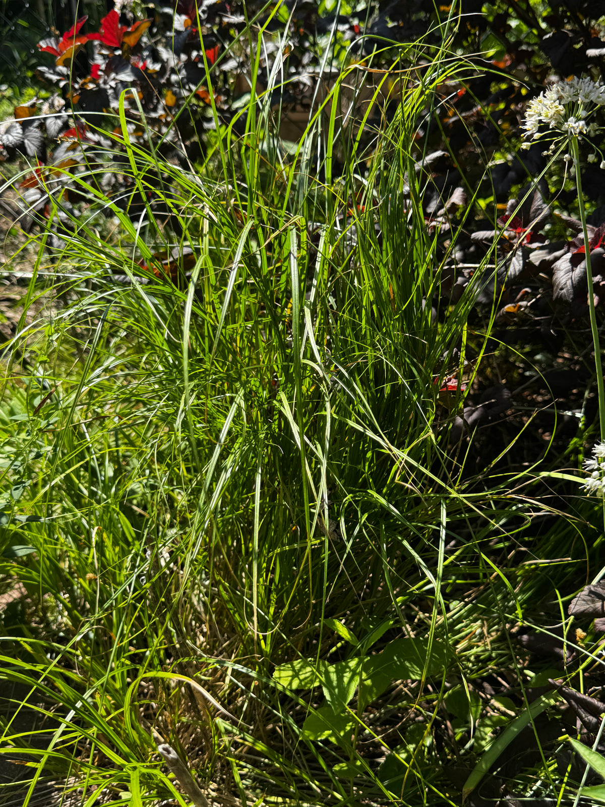 Greater Straw Sedge (Carex normalis)