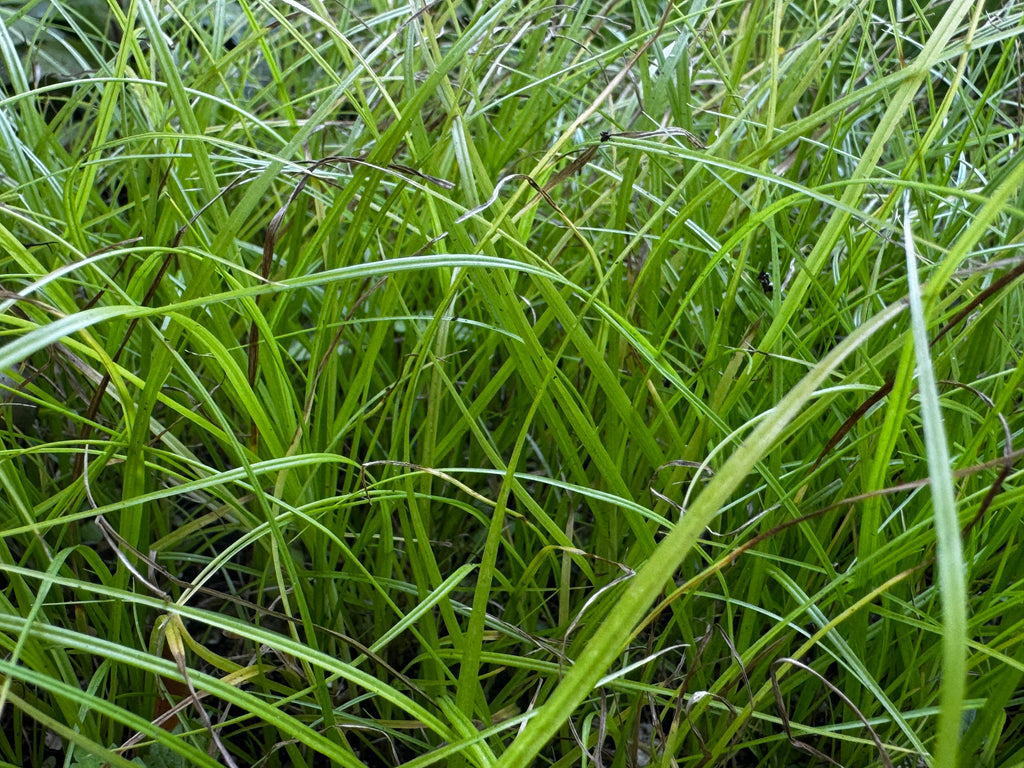 Greater Straw Sedge (Carex normalis)