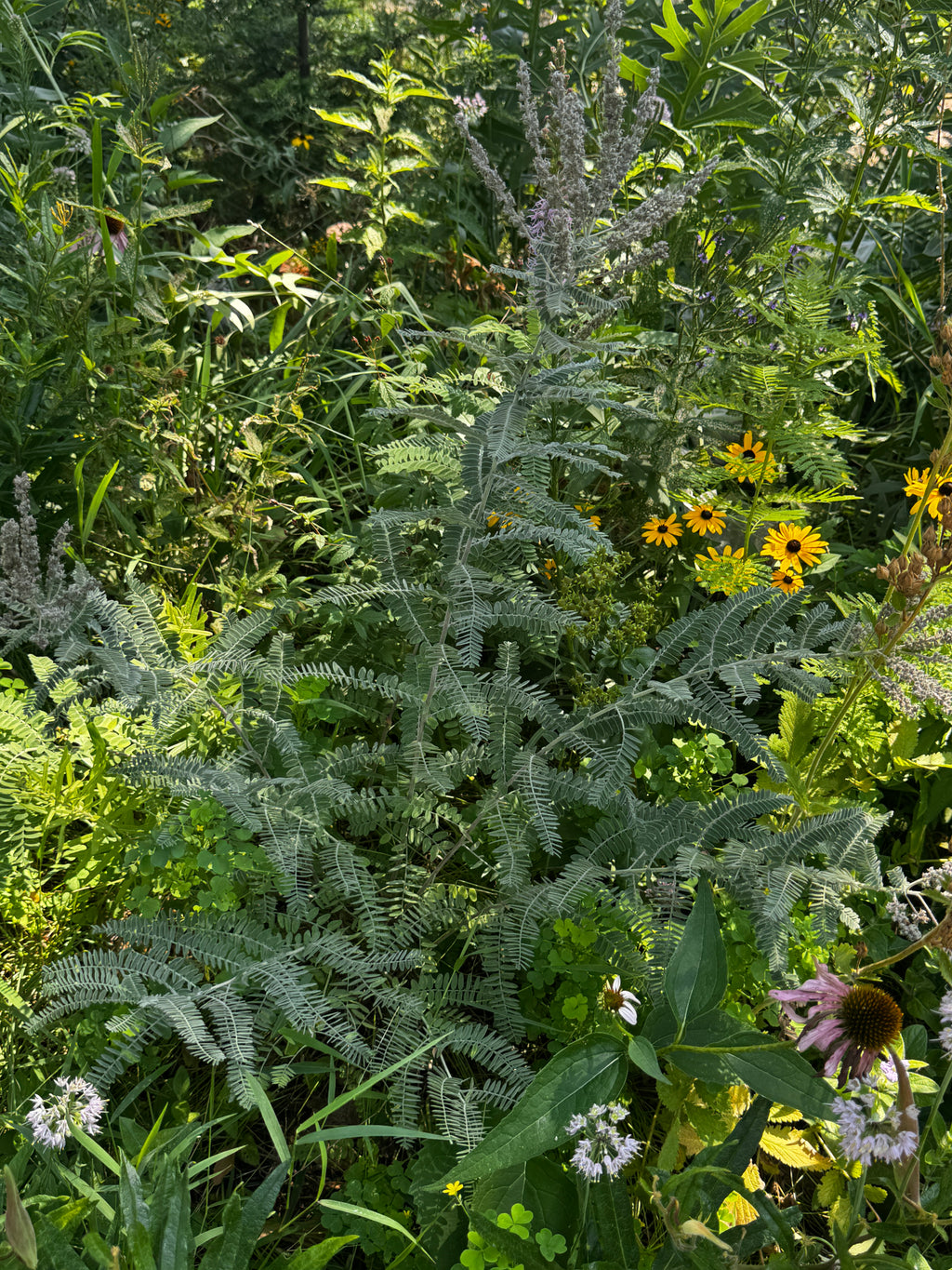 Lead Plant (Amorpha canescens)