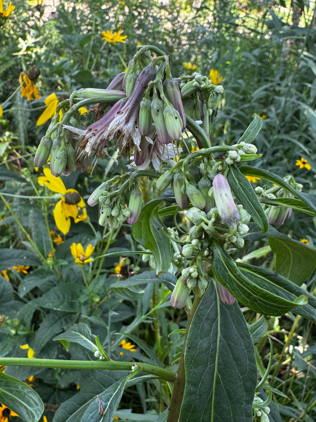 Lion's Foot (Nabalus albus)