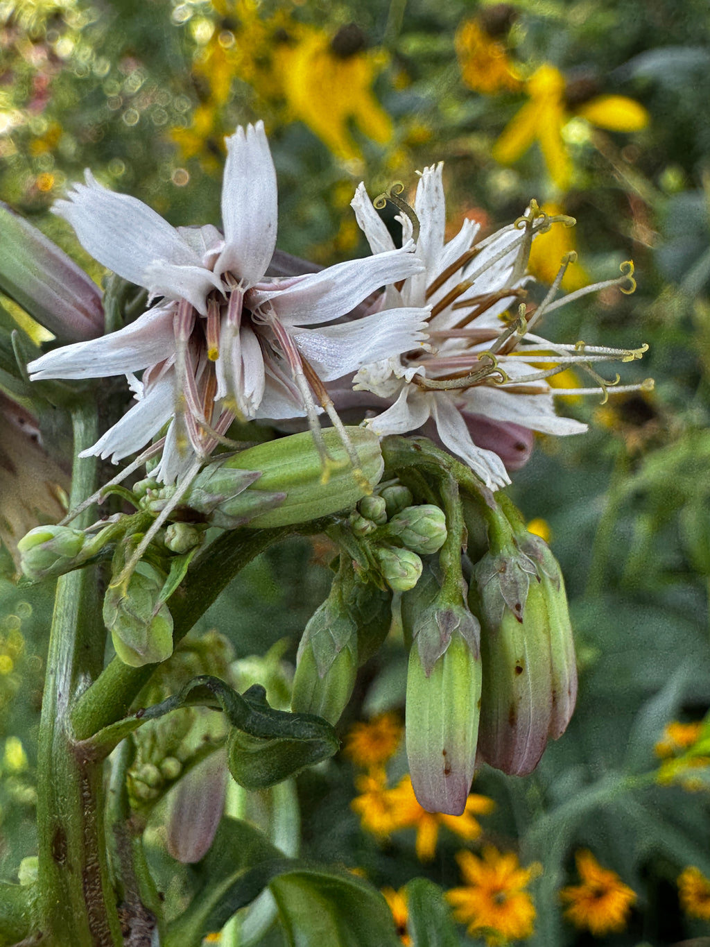 Lion's Foot (Nabalus albus)