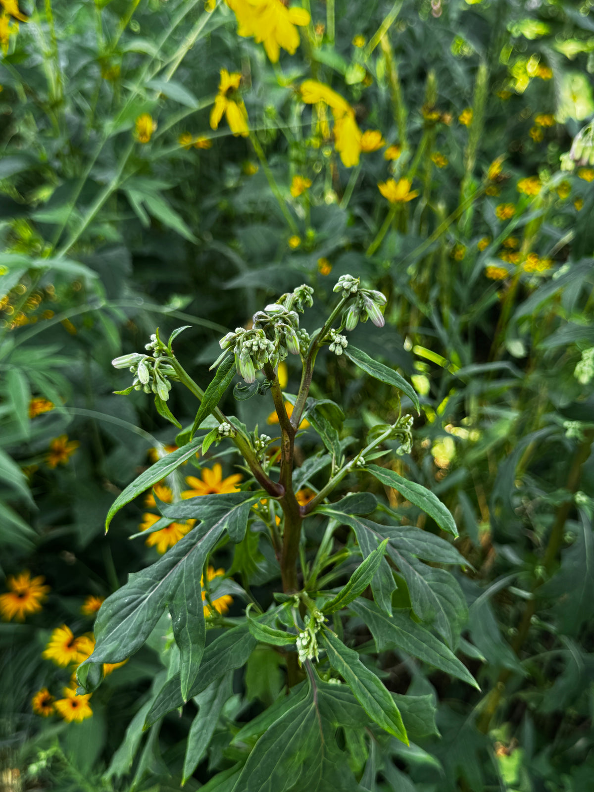 Lion's Foot (Nabalus albus)