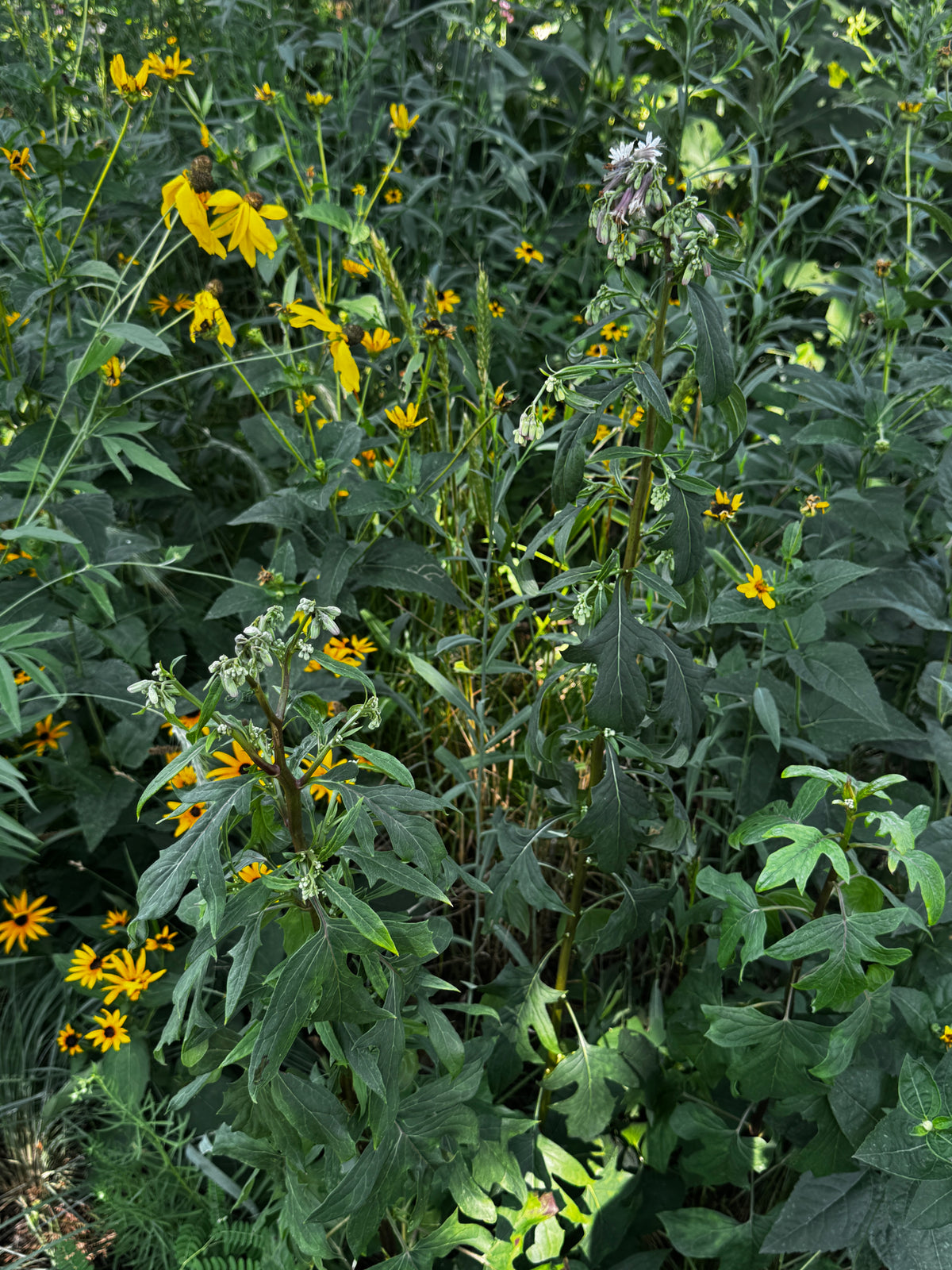 Lion's Foot (Nabalus albus)