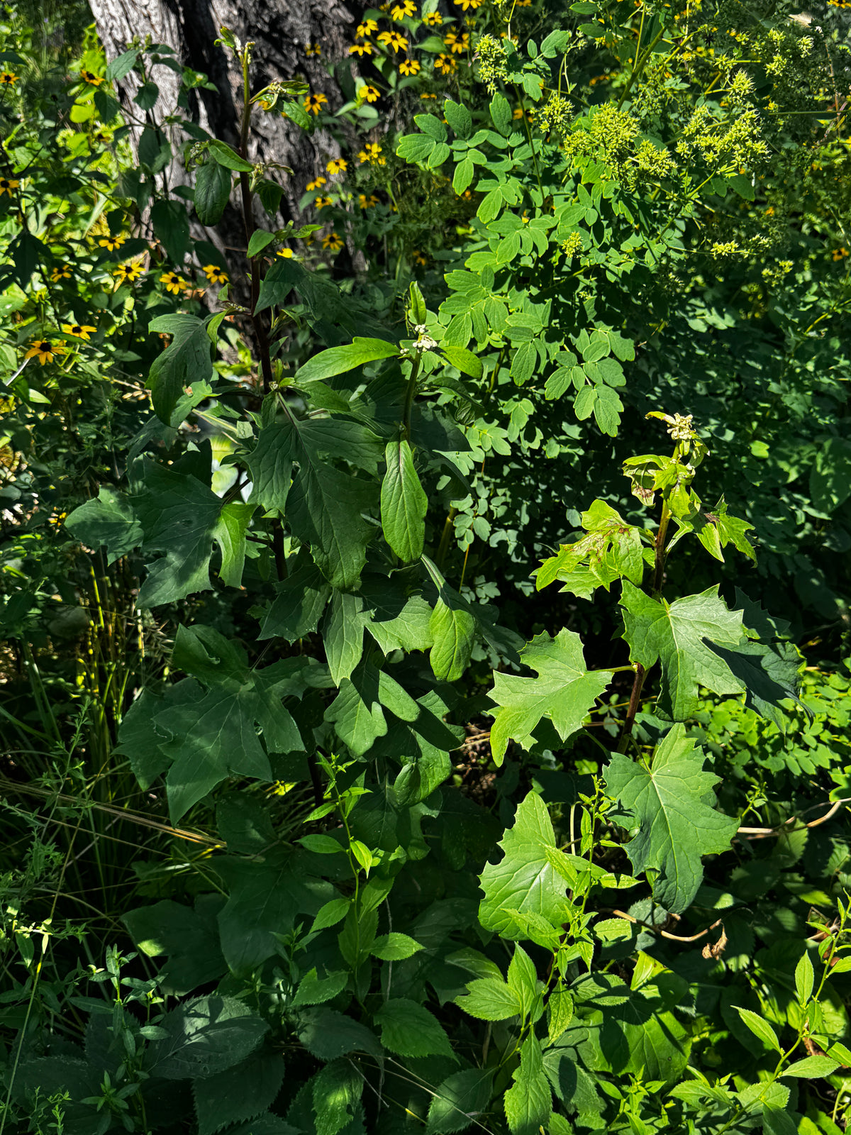 Lion's Foot (Nabalus albus)