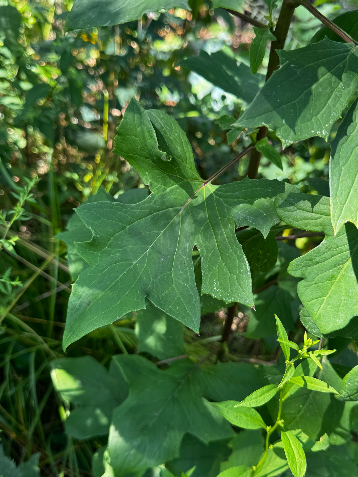 Lion's Foot (Nabalus albus)