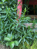 Panicled Aster (Symphyotrichum lanceolatum)