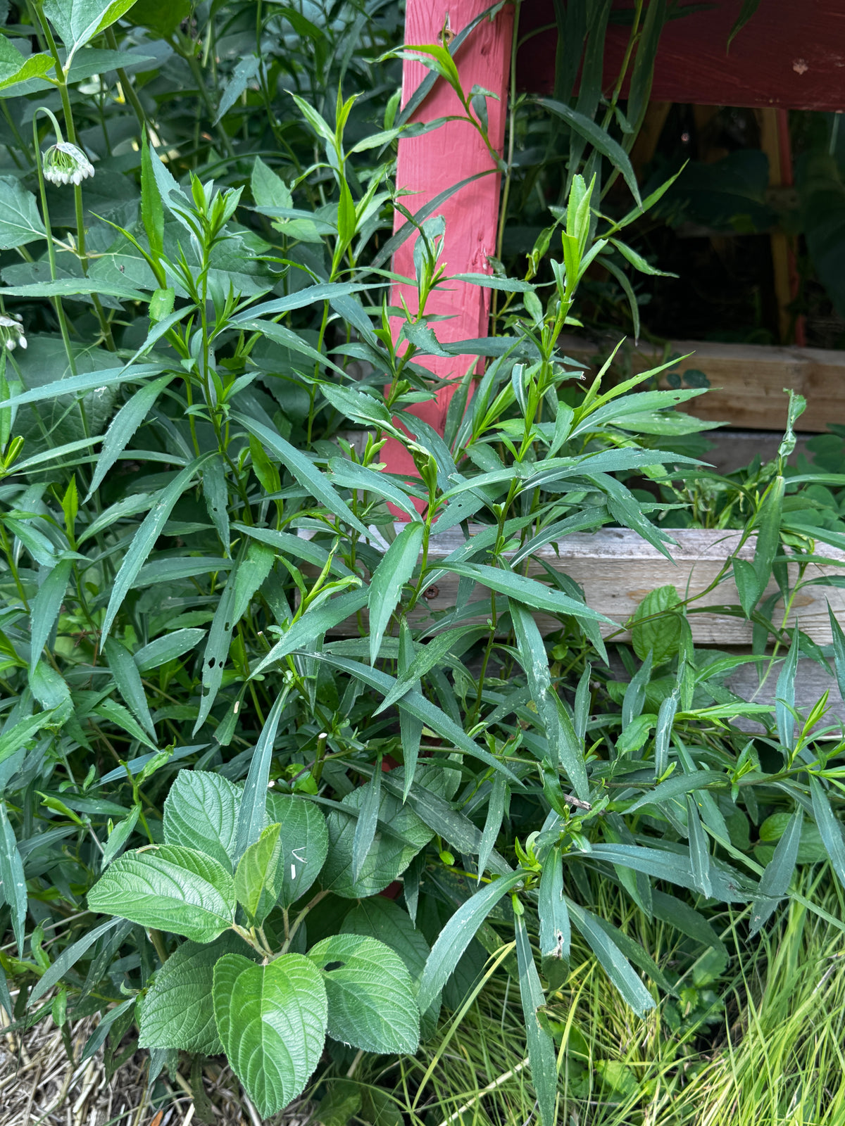 Panicled Aster (Symphyotrichum lanceolatum)