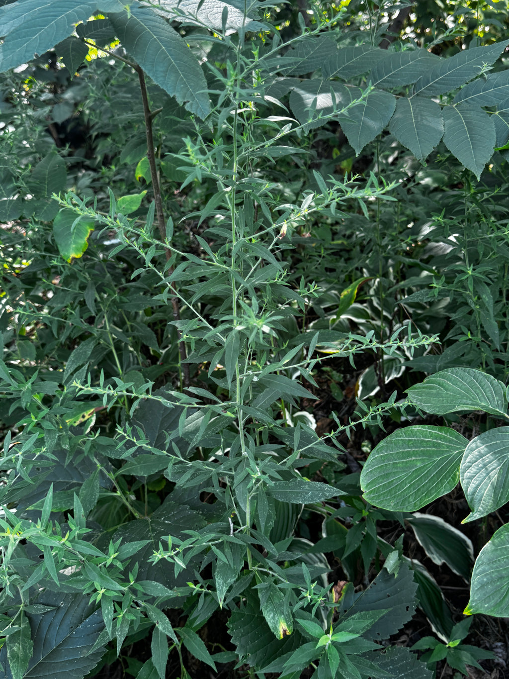 Ontario Aster (Symphyotrichum ontarionis)