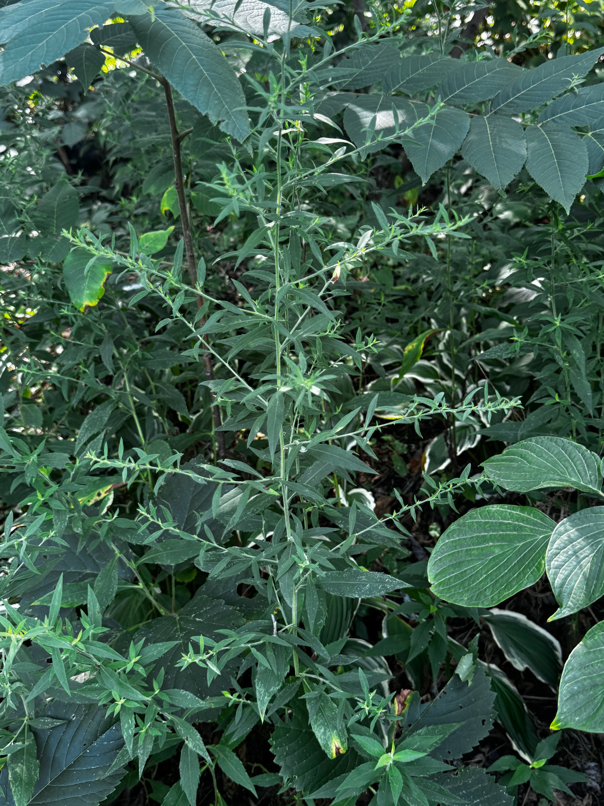 Ontario Aster (Symphyotrichum ontarionis)
