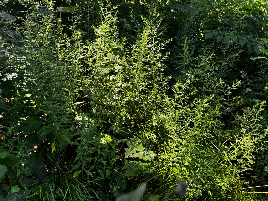 Ontario Aster (Symphyotrichum ontarionis)