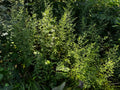 Ontario Aster (Symphyotrichum ontarionis)