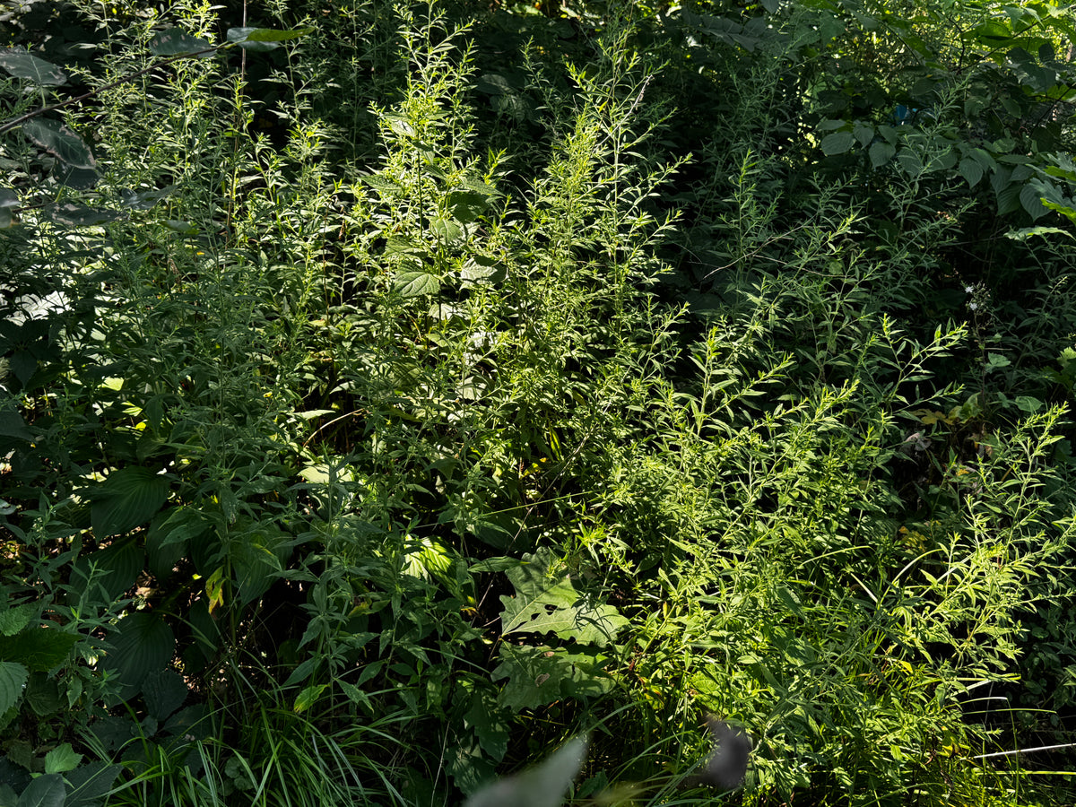Ontario Aster (Symphyotrichum ontarionis)