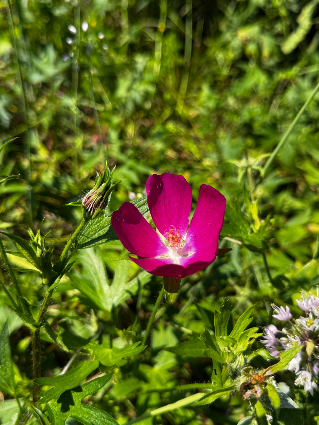 Purple Poppy Mallow (Callirhoe involucrata)