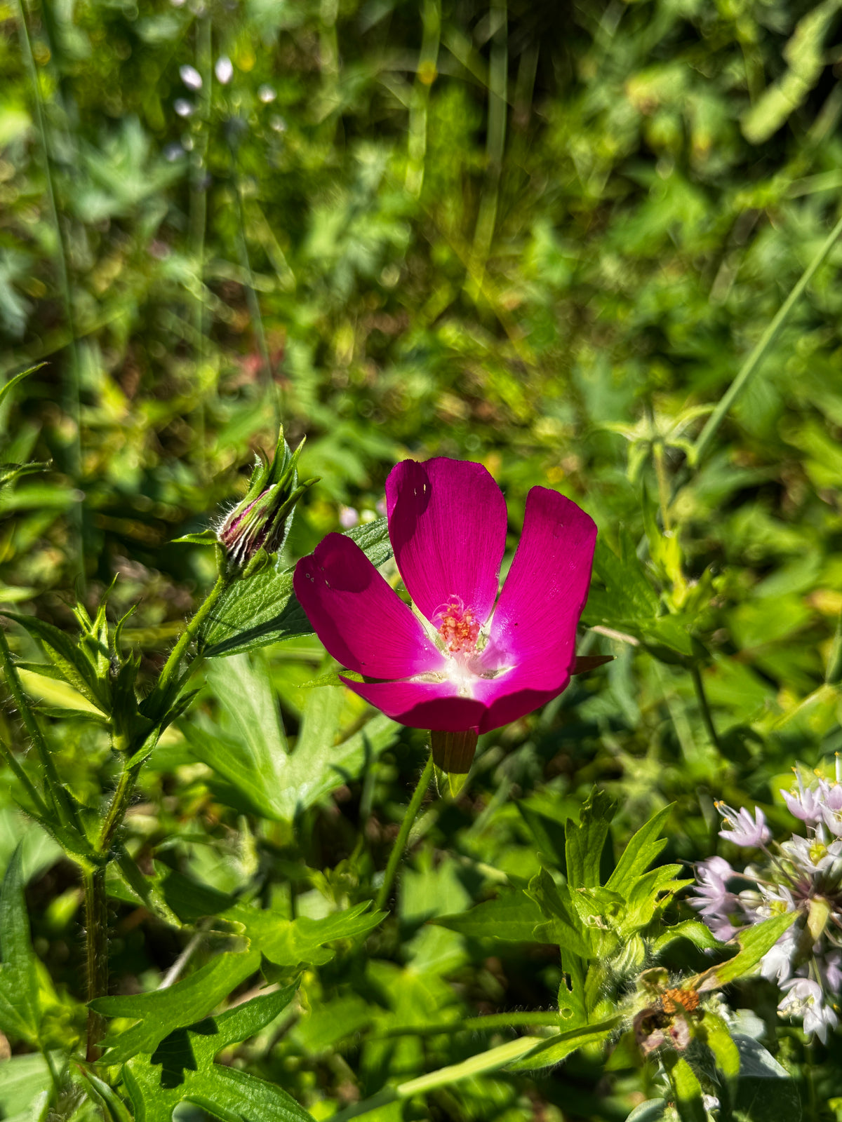 Purple Poppy Mallow (Callirhoe involucrata)