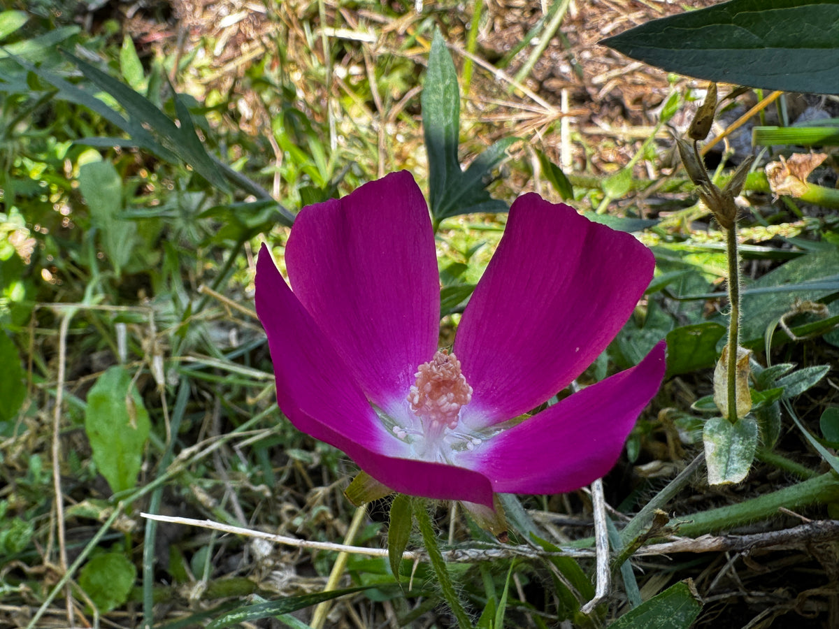Purple Poppy Mallow (Callirhoe involucrata)