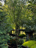 Pussy Willow (Salix discolor)