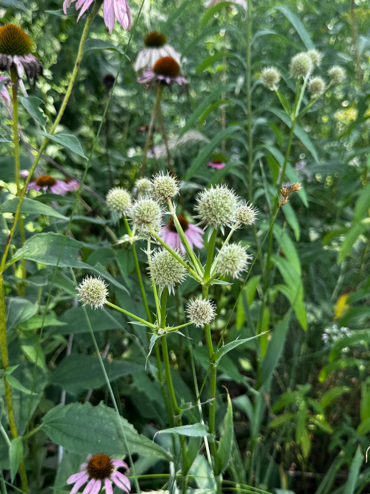Rattlesnake Master (Eryngium yuccifolium)