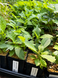 Tall Ironweed (Vernonia gigantea)