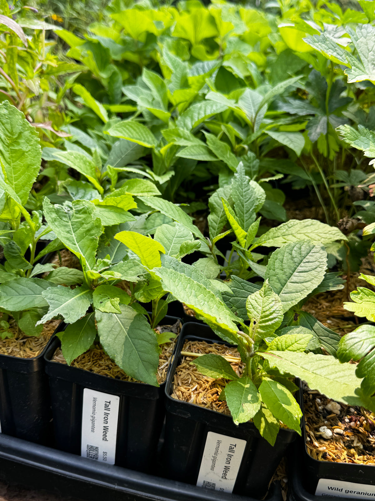 Tall Ironweed (Vernonia gigantea)