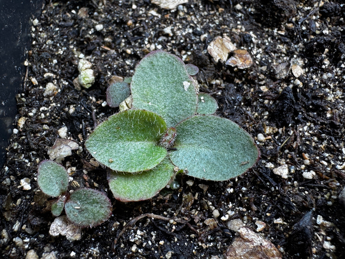 Swamp Saxifrage (Saxifraga pensylvanica)